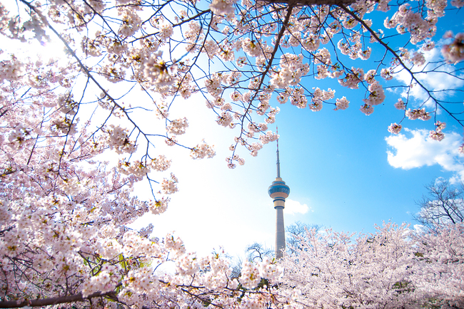 Beijing, lumea florilor