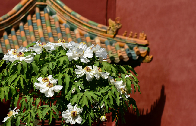 Bujorii înfloriți din Palatul Imperial