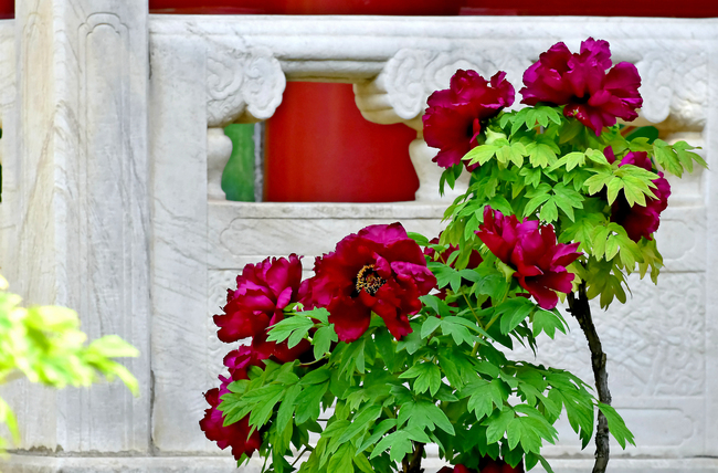 Bujorii înfloriți din Palatul Imperial