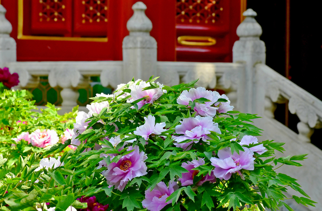 Bujorii înfloriți din Palatul Imperial