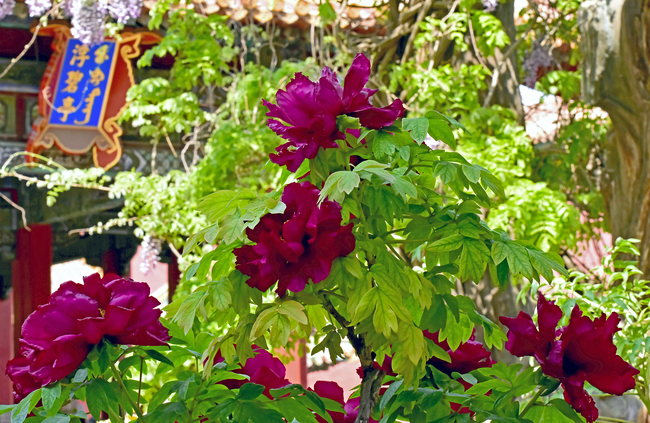 Bujorii înfloriți din Palatul Imperial