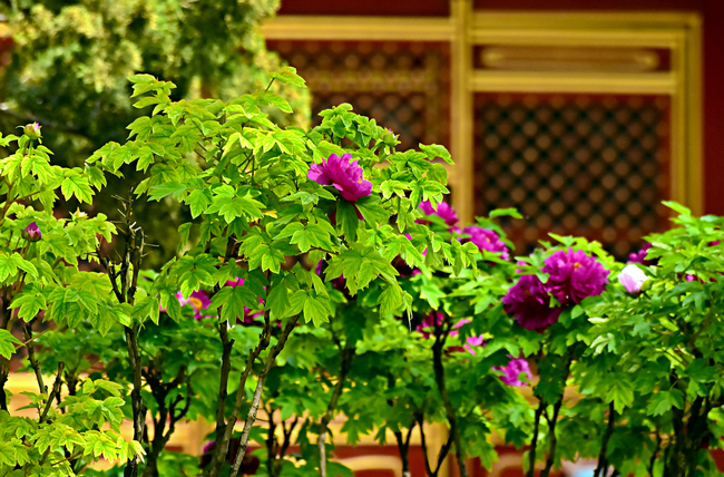 Bujorii înfloriți din Palatul Imperial