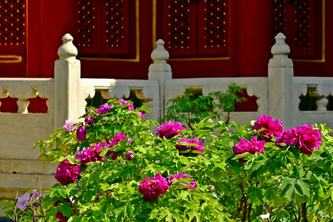 Bujorii înfloriți din Palatul Imperial