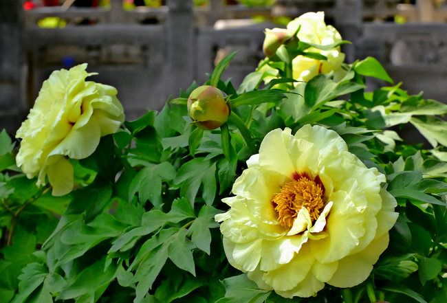 Bujorii înfloriți din Palatul Imperial