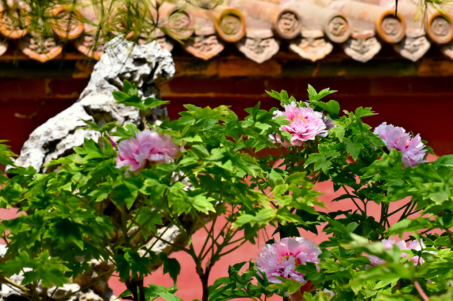 Bujorii înfloriți din Palatul Imperial