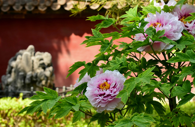 Bujorii înfloriți din Palatul Imperial