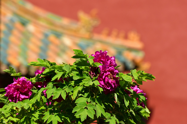 Bujorii înfloriți din Palatul Imperial