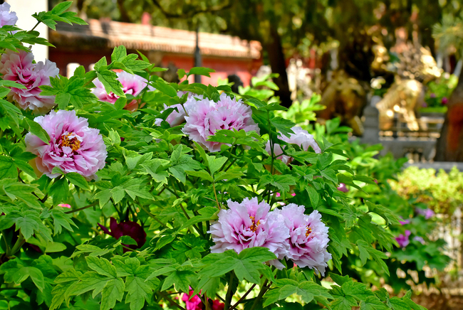 Bujorii înfloriți din Palatul Imperial