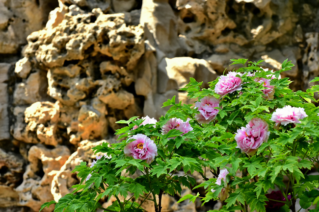 Bujorii înfloriți din Palatul Imperial