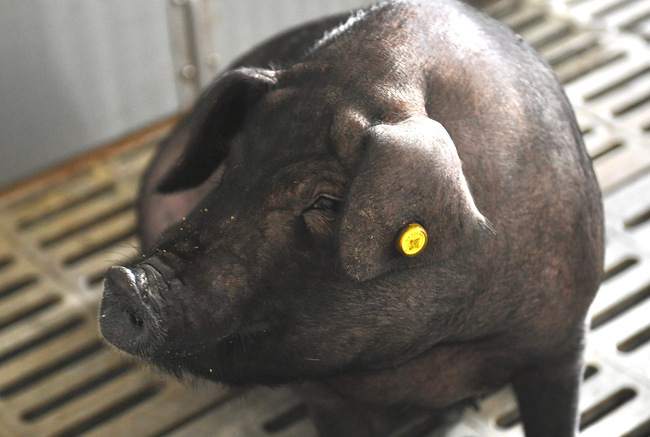 Crescătorie inteligentă de porci la Zhejiang