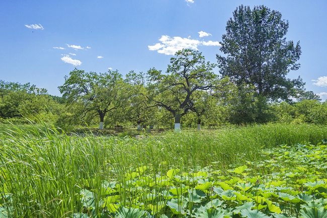 Livada cu duzi în plină vară