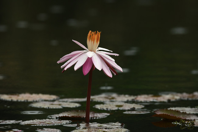 Nuferi, deschiși în ploaie