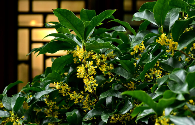 Florile Osmanthus fragrans înfloresc în Palatul de Vară