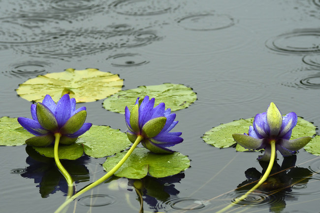 Nuferi, deschiși în ploaie