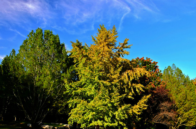 Toamna, la Grădina Botanică Beijing