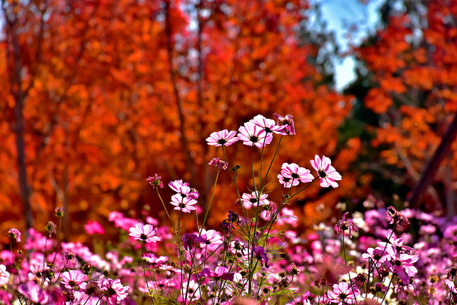 Muntele Xishan, îmbrăcat în frunze roșii