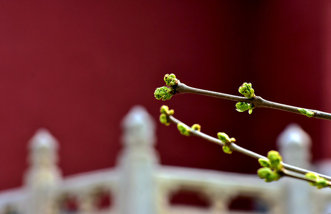 Plante înmugurite din Orașul Interzis