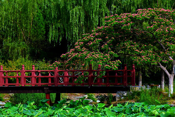 Înflorește arborele de mătase în Yuanmingyuan