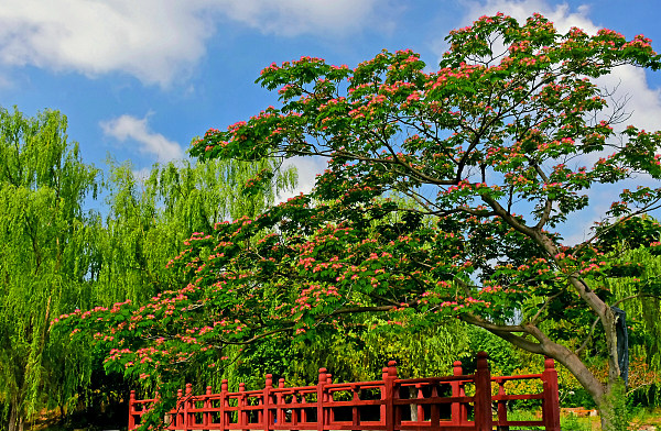 Înflorește arborele de mătase în Yuanmingyuan