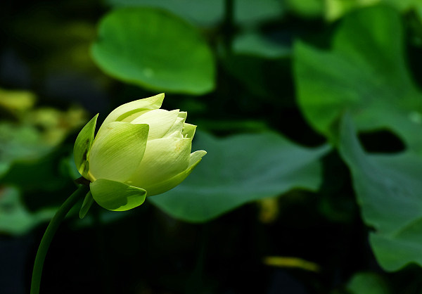 ​Lotus alb, simbolul purității