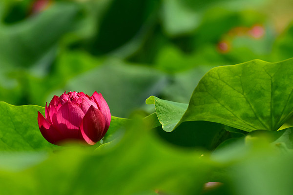 Grădina imperială Yuanmingyuan inundată de flori de lotus