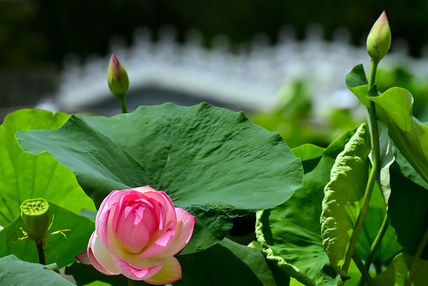 ​Lotus alb, simbolul purității