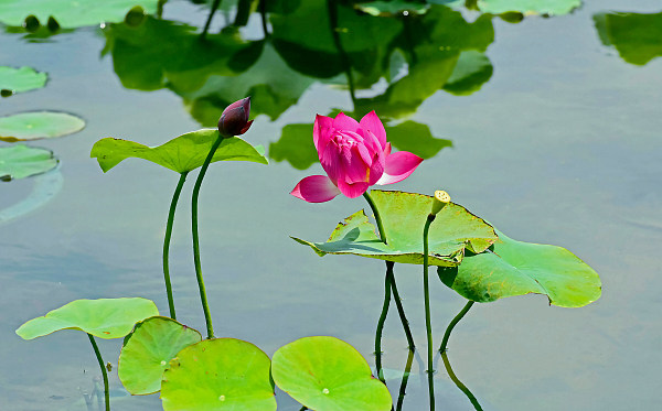 Grădina imperială Yuanmingyuan inundată de flori de lotus