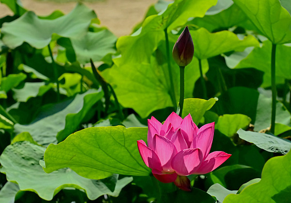 Grădina imperială Yuanmingyuan inundată de flori de lotus