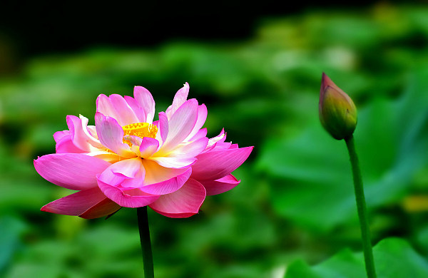 O călătorie cu barca în parcul Bambusul Violet