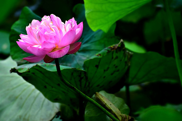O călătorie cu barca în parcul Bambusul Violet