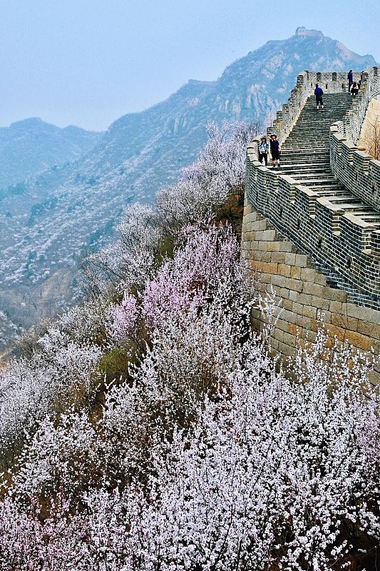 Beijing promovează redresarea turismului și protecția copacilor străvechi