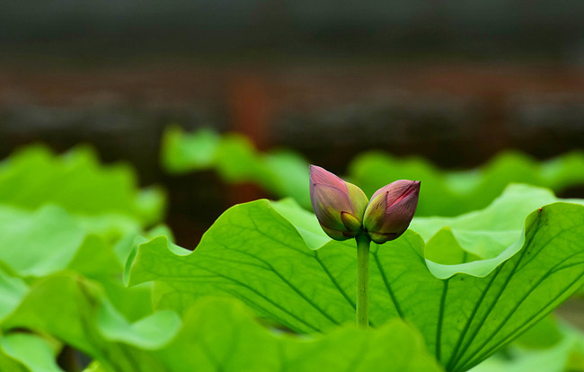 Florile gemene de lotus, din parcul Yuanmingyuan