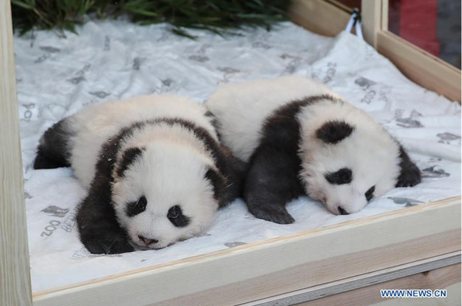 图片默认标题_fororder_panda1912105
