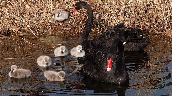 图片默认标题_fororder_swan1912262