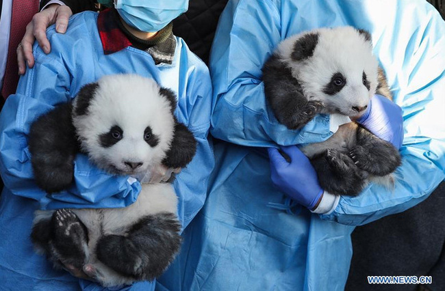 图片默认标题_fororder_panda1912102