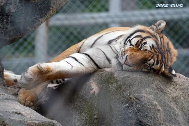 Sibirski tgrovi u provinciji Heilungđijang