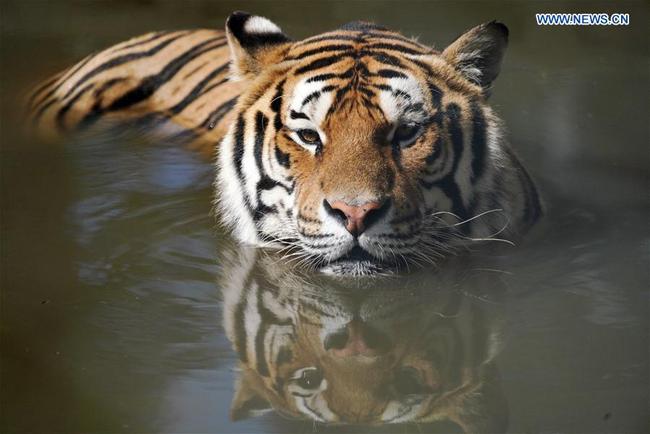 Sibirski tgrovi u provinciji Heilungđijang