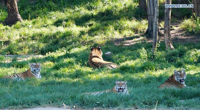 Sibirski tgrovi u provinciji Heilungđijang