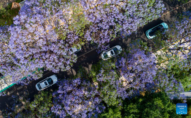 Cvetanje drveća jacarande u Kunmingu