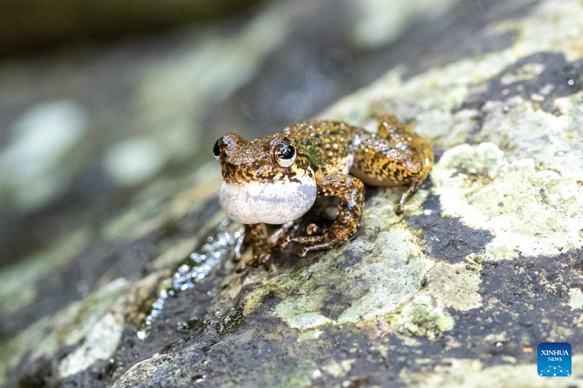 Planina Vudžišan u nacionalnom parku tropske prašume na Hainanu Planina Vudžišan u nacionalnom parku tropske prašume na Hainanu