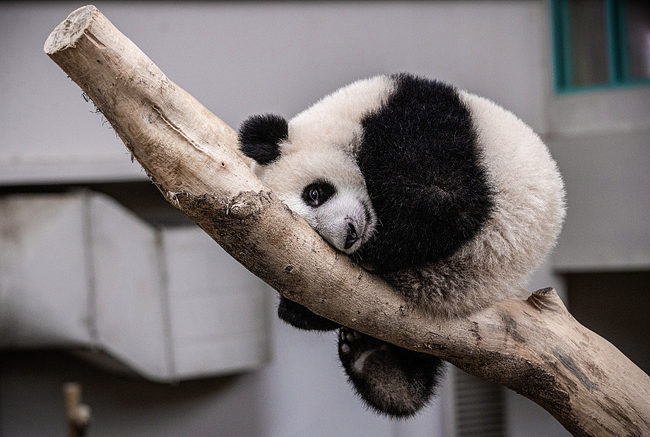 Novorođena panda u Maleziji dobila ime“Šengji”