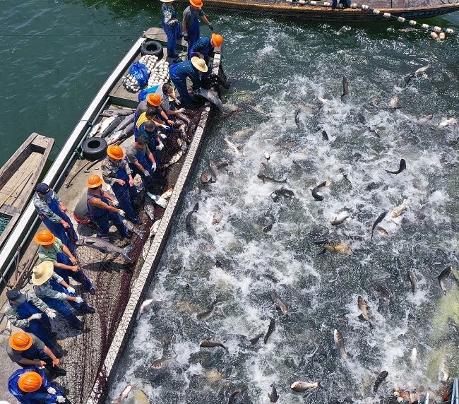 Ogromna mreža za ribolov u Hangdžouu