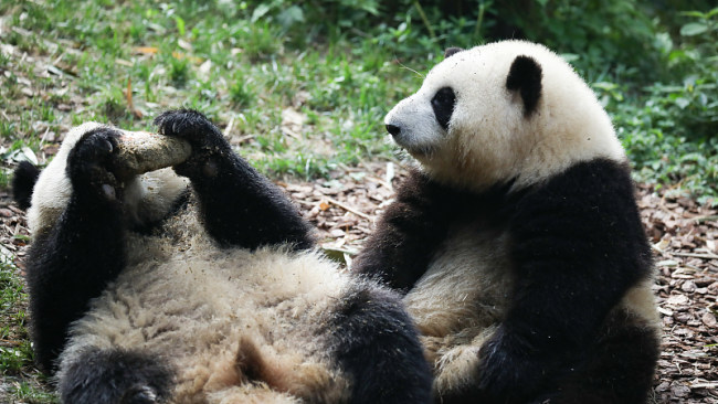 Rođendanska žurka za dve pande u Čengduu