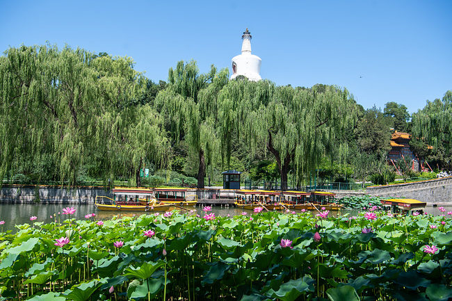 Očaravajući lotosi u parku Beihai u Pekingu