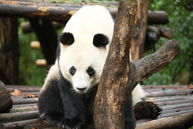 Simpatične pande u Čengduu